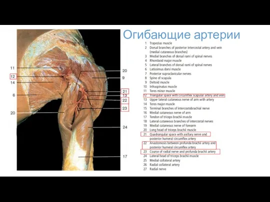 Огибающие артерии