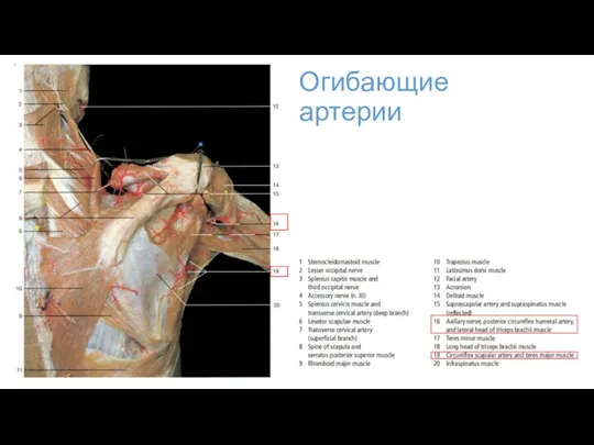 Огибающие артерии