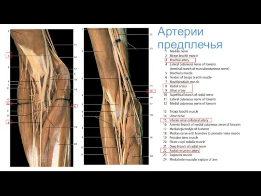 Артерии предплечья