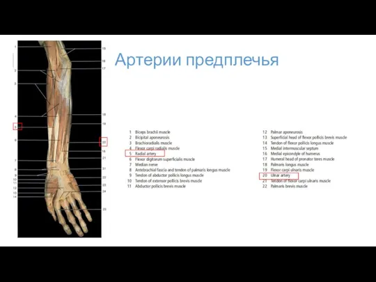 Артерии предплечья