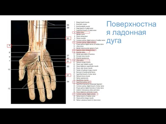 Поверхностная ладонная дуга