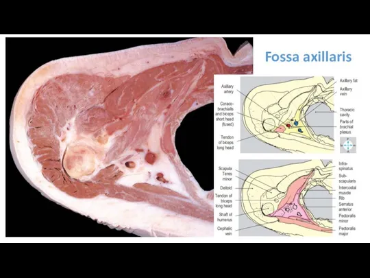 Fossa axillaris