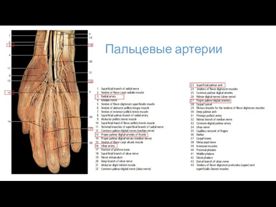 Пальцевые артерии