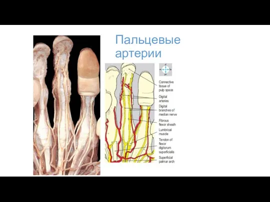 Пальцевые артерии