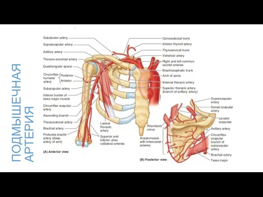 ПОДМЫШЕЧНАЯ АРТЕРИЯ