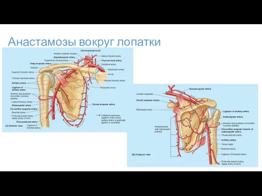 Анастамозы вокруг лопатки