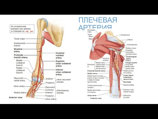 ПЛЕЧЕВАЯ АРТЕРИЯ