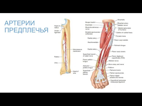 АРТЕРИИ ПРЕДПЛЕЧЬЯ