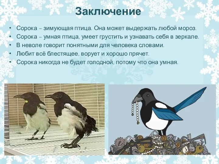 Заключение Сорока – зимующая птица. Она может выдержать любой мороз. Сорока –