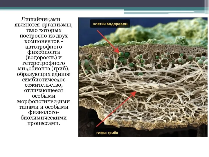Лишайниками являются организмы, тело которых построено из двух компонентов - автотрофного фикобионта