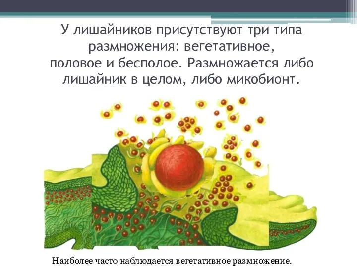 У лишайников присутствуют три типа размножения: вегетативное, половое и бесполое. Размножается либо