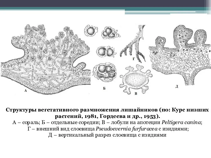 Структуры вегетативного размножения лишайников (по: Курс низших растений, 1981, Гордеева и др.,