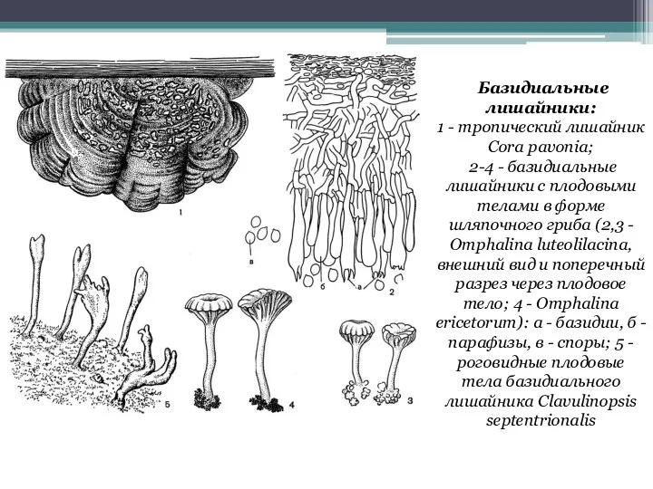 Базидиальные лишайники: 1 - тропический лишайник Cora pavonia; 2-4 - базидиальные лишайники