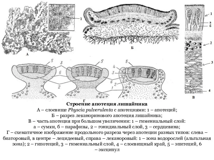 Строение апотеция лишайника А – слоевище Physcia pulverulenta с апотециями: 1 –