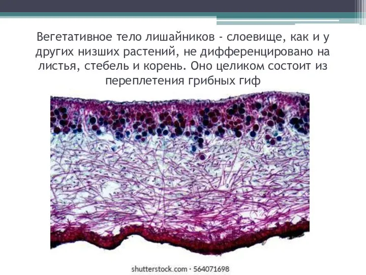 Вегетативное тело лишайников - слоевище, как и у других низших растений, не