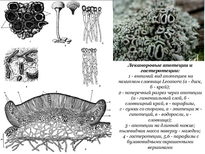 Леканоровые апотеции и гастеротеции: 1 - внешний вид апотециев на накипном слоевище