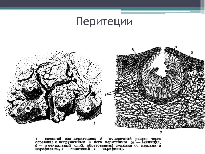 Перитеции