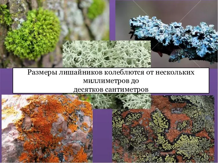 Размеры лишайников колеблются от нескольких миллиметров до десятков сантиметров