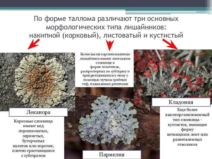 По форме таллома различают три основных морфологических типа лишайников: накипной (корковый), листоватый