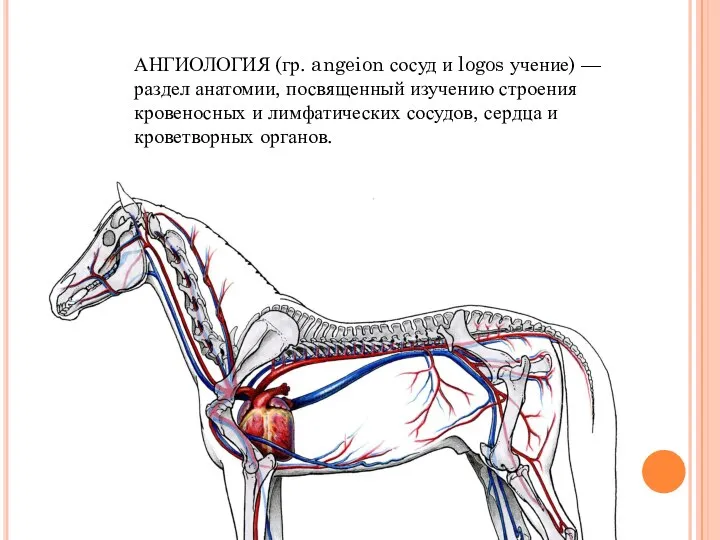 АНГИОЛОГИЯ (гр. angeion сосуд и logos учение) — раздел анатомии, посвященный изучению