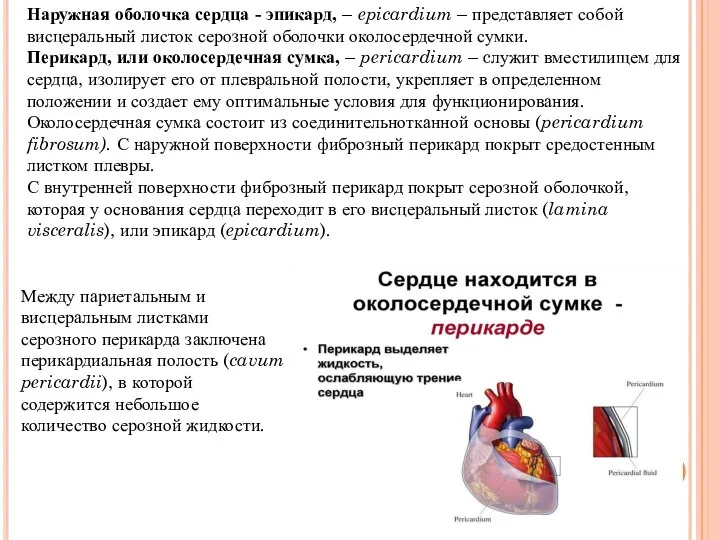 Наружная оболочка сердца - эпикард, – epicardium – представляет собой висцеральный листок