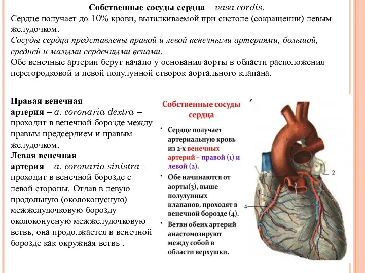 Собственные сосуды сердца – vasa cordis. Сердце получает до 10% крови, выталкиваемой
