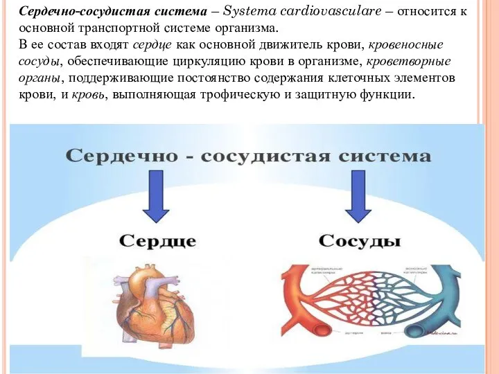 Сердечно-сосудистая система – Systema cardiovasculare – относится к основной транспортной системе организма.