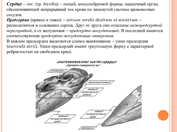 Сердце – cor. (гр. kardia) – полый, конусообразной формы, мышечный орган, обеспечивающий