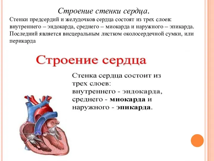 Строение стенки сердца. Стенки предсердий и желудочков сердца состоят из трех слоев: