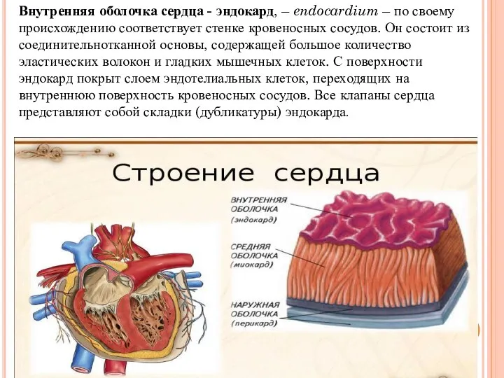 Внутренняя оболочка сердца - эндокард, – endocardium – по своему происхождению соответствует