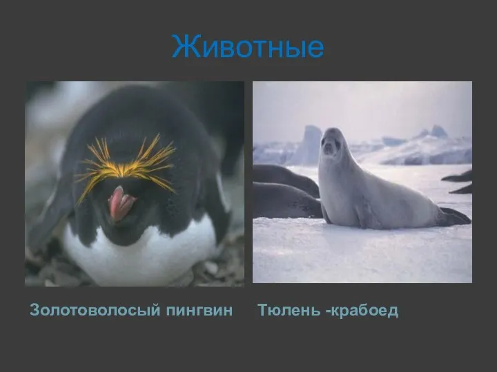 Животные Золотоволосый пингвин Тюлень -крабоед