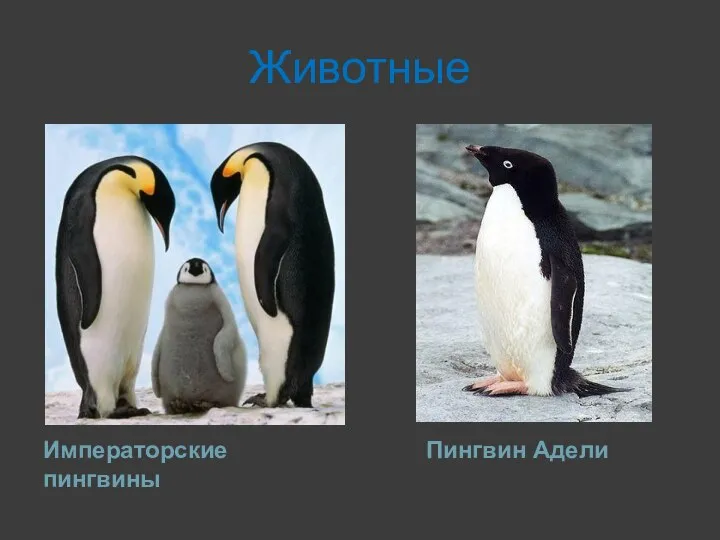 Животные Императорские пингвины Пингвин Адели