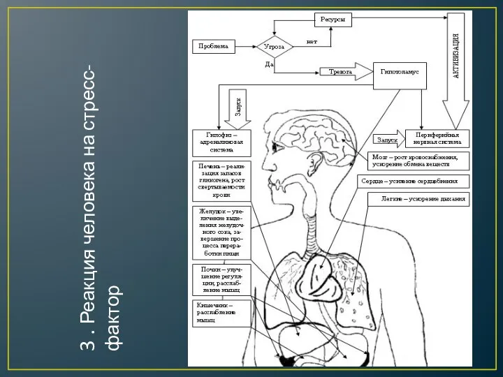 3 . Реакция человека на стресс-фактор