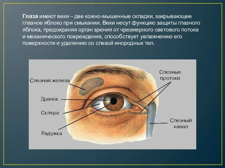 Глаза имеют веки – две кожно-мышечные складки, закрывающее глазное яблоко при смыкании.
