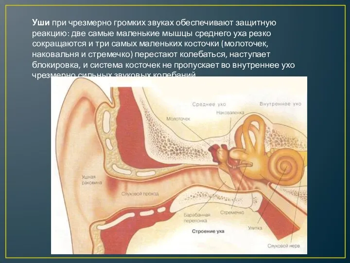 Уши при чрезмерно громких звуках обеспечивают защитную реакцию: две самые маленькие мышцы