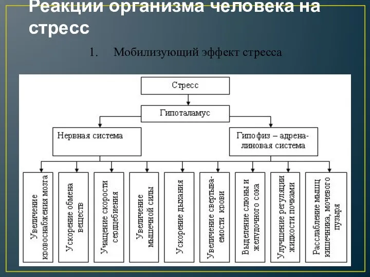 Реакции организма человека на стресс 1. Мобилизующий эффект стресса