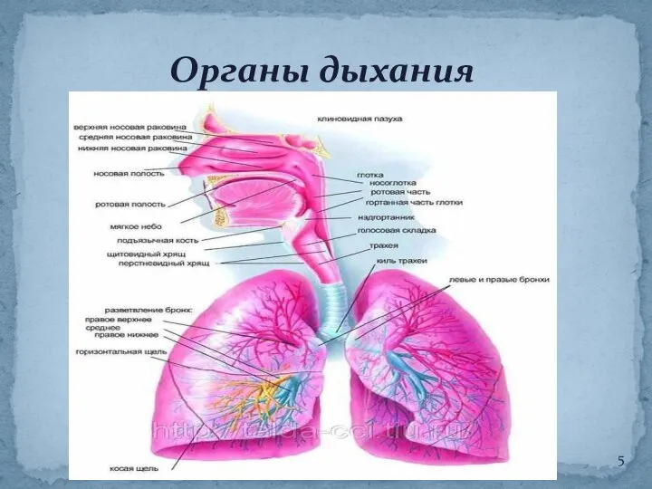 Органы дыхания