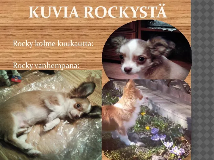 KUVIA ROCKYSTÄ Rocky kolme kuukautta: Rocky vanhempana: