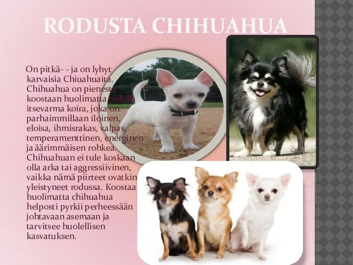 RODUSTA CHIHUAHUA On pitkä- - ja on lyhyt karvaisia Chiuahuaita. Chihuahua on