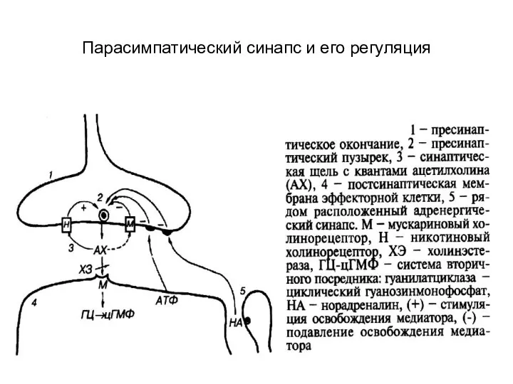 Парасимпатический синапс и его регуляция