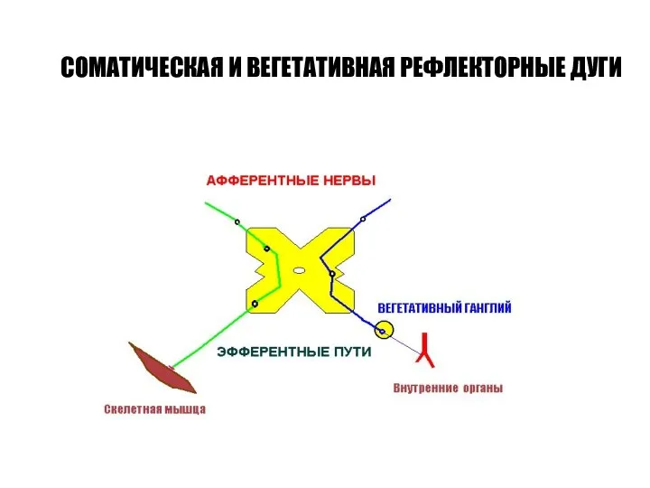 СОМАТИЧЕСКАЯ И ВЕГЕТАТИВНАЯ РЕФЛЕКТОРНЫЕ ДУГИ