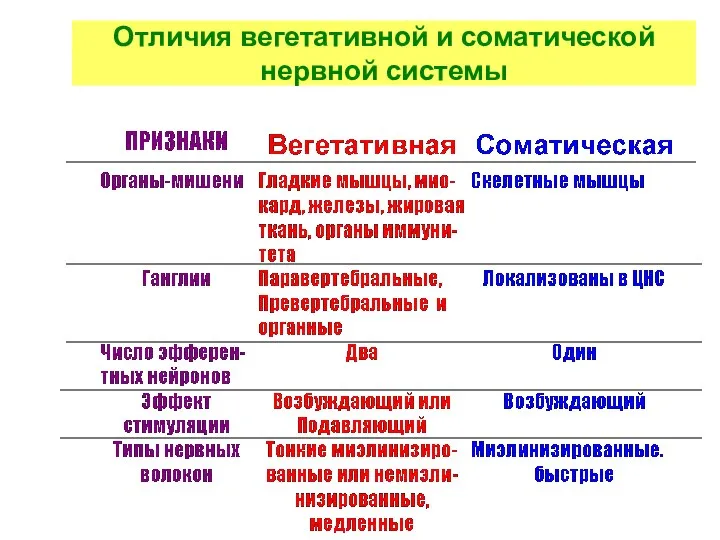 Отличия вегетативной и соматической нервной системы