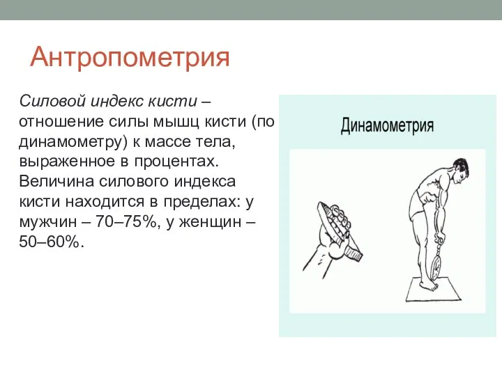 Антропометрия Силовой индекс кисти – отношение силы мышц кисти (по динамометру) к