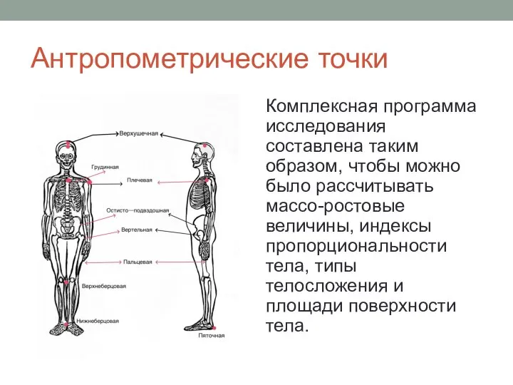 Антропометрические точки Комплексная программа исследования составлена таким образом, чтобы можно было рассчитывать