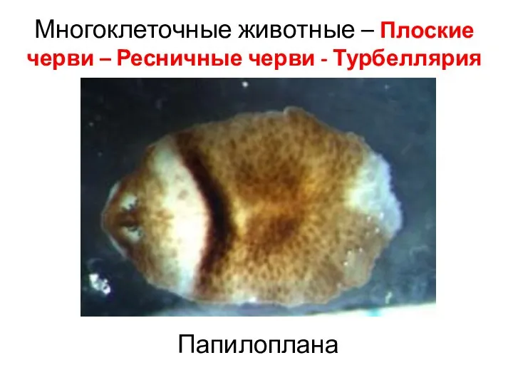 Многоклеточные животные – Плоские черви – Ресничные черви - Турбеллярия Папилоплана