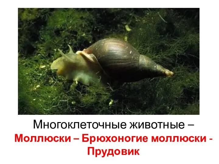 Многоклеточные животные – Моллюски – Брюхоногие моллюски - Прудовик