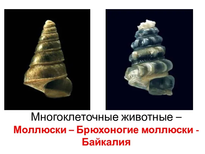 Многоклеточные животные – Моллюски – Брюхоногие моллюски - Байкалия