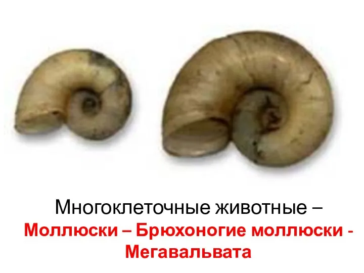 Многоклеточные животные – Моллюски – Брюхоногие моллюски - Мегавальвата