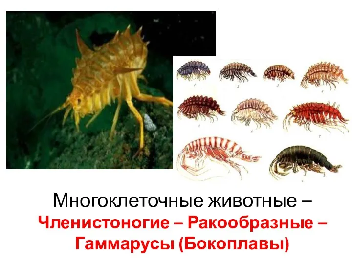 Многоклеточные животные – Членистоногие – Ракообразные – Гаммарусы (Бокоплавы)