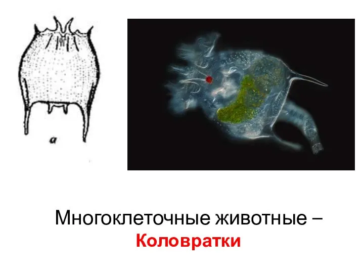 Многоклеточные животные – Коловратки